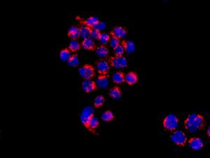 Immunocytochemistry/ Immunofluorescence - Anti-Syntaxin 16 antibody [EPR9156] - BSA and Azide free (AB238922), expandable thumbnail