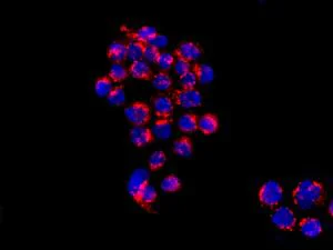 Immunocytochemistry/ Immunofluorescence - Anti-Syntaxin 16 antibody [EPR9156] - BSA and Azide free (AB238922)