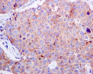 Immunohistochemistry (Formalin/PFA-fixed paraffin-embedded sections) - Anti-Syntaxin 16 antibody [EPR9156] - BSA and Azide free (AB238922)