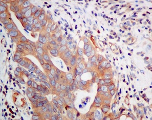 Immunohistochemistry (Formalin/PFA-fixed paraffin-embedded sections) - Anti-Syntaxin 18 antibody [EPR8939] - BSA and Azide free (AB249256), expandable thumbnail