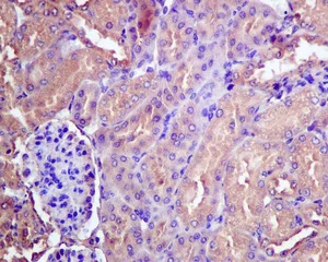 Immunohistochemistry (Formalin/PFA-fixed paraffin-embedded sections) - Anti-Syntaxin 18 antibody [EPR8939] - BSA and Azide free (AB249256)
