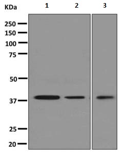 Western blot - Anti-Syntaxin 18 antibody [EPR8939] - BSA and Azide free (AB249256), expandable thumbnail