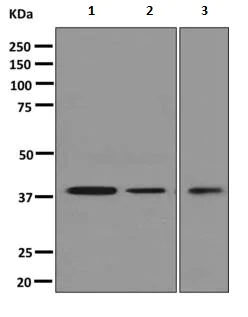 Western blot - Anti-Syntaxin 18 antibody [EPR8939] - BSA and Azide free (AB249256)