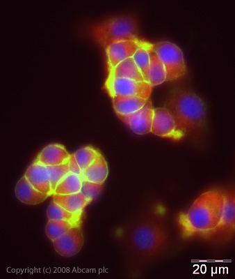 Immunocytochemistry/ Immunofluorescence - Anti-Syntaxin 1a antibody (AB41453), expandable thumbnail