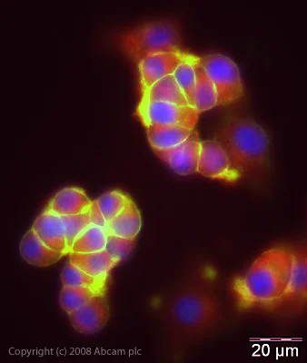 Immunocytochemistry/ Immunofluorescence - Anti-Syntaxin 1a antibody (AB41453)
