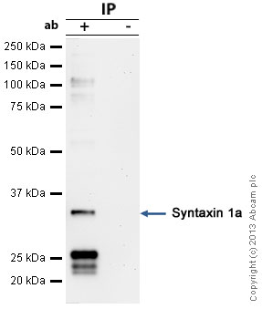 Immunoprecipitation - Anti-Syntaxin 1a antibody (AB41453), expandable thumbnail