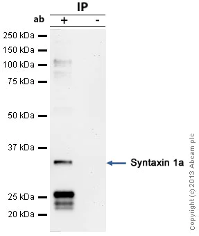Immunoprecipitation - Anti-Syntaxin 1a antibody (AB41453)