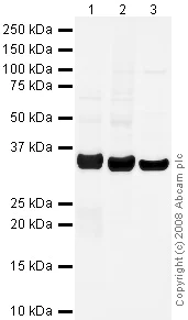 Western blot - Anti-Syntaxin 1a antibody (AB41453)