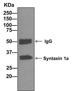Immunoprecipitation - Anti-Syntaxin 1a antibody [EPR11072(B)] (AB170890), expandable thumbnail