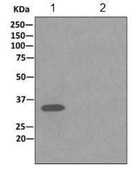 Immunoprecipitation - Anti-Syntaxin 1a antibody [EPR11073(B)] (AB170889)