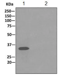 Immunoprecipitation - Anti-Syntaxin 1a antibody [EPR11073(B)] - BSA and Azide free (AB249568)
