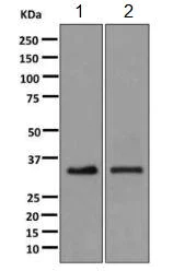 Western blot - Anti-Syntaxin 1a antibody [EPR11073(B)] - BSA and Azide free (AB249568)
