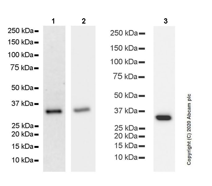 Western blot - Anti-Syntaxin 1a antibody [EPR23457-15] (AB272736), expandable thumbnail