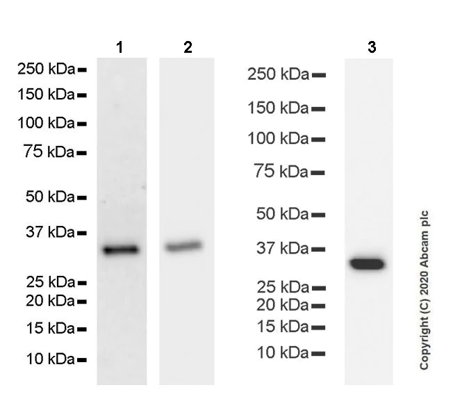 Western blot - Anti-Syntaxin 1a antibody [EPR23457-15] (AB272736)