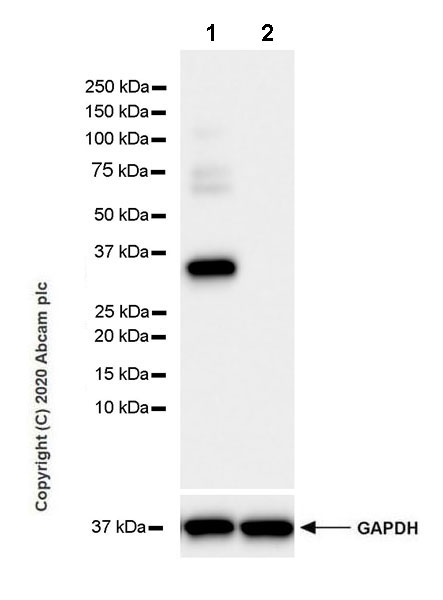 Western blot - Anti-Syntaxin 1a antibody [EPR23457-15] (AB272736), expandable thumbnail