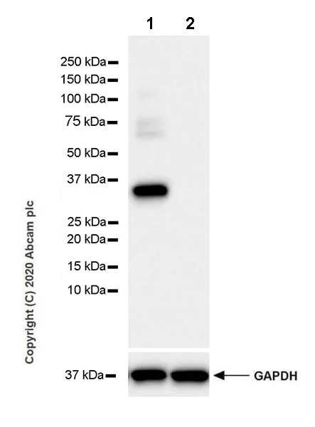 Western blot - Anti-Syntaxin 1a antibody [EPR23457-15] (AB272736)