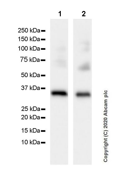 Western blot - Anti-Syntaxin 1a antibody [EPR23457-15] (AB272736), expandable thumbnail