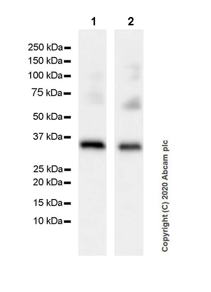 Western blot - Anti-Syntaxin 1a antibody [EPR23457-15] (AB272736)