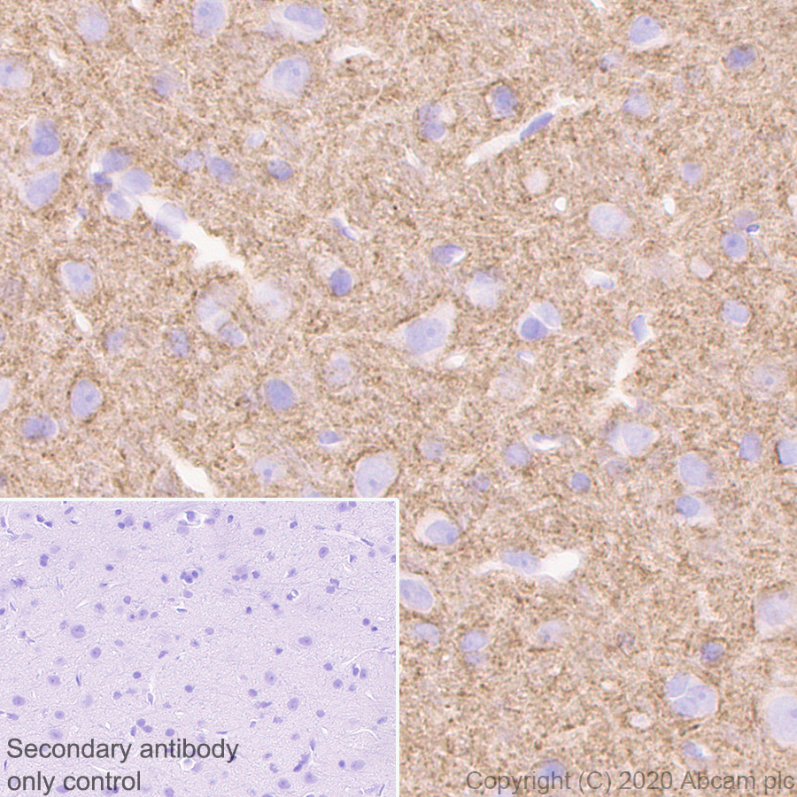 Immunohistochemistry (Formalin/PFA-fixed paraffin-embedded sections) - Anti-Syntaxin 1a antibody [EPR23457-15] - BSA and Azide free (AB273156), expandable thumbnail