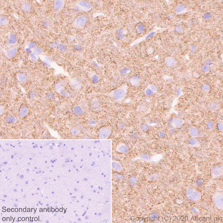 Immunohistochemistry (Formalin/PFA-fixed paraffin-embedded sections) - Anti-Syntaxin 1a antibody [EPR23457-15] - BSA and Azide free (AB273156)