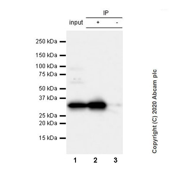 Immunoprecipitation - Anti-Syntaxin 1a antibody [EPR23457-15] - BSA and Azide free (AB273156), expandable thumbnail