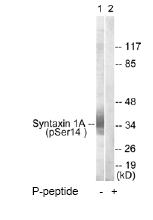 Western blot - Anti-Syntaxin 1a (phospho S14) antibody (AB63571)