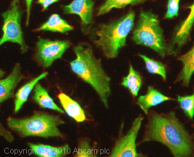 Immunocytochemistry/ Immunofluorescence - Anti-Syntaxin 2/STX2 antibody (AB12369), expandable thumbnail