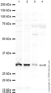 Western blot - Anti-Syntaxin 2/STX2 antibody (AB12369)