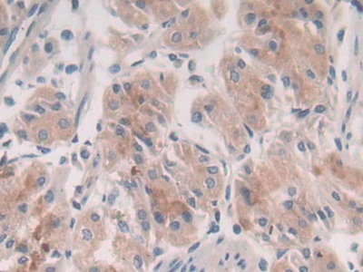 Immunohistochemistry (Formalin/PFA-fixed paraffin-embedded sections) - Anti-Syntaxin 2/STX2 antibody (ab233275), expandable thumbnail