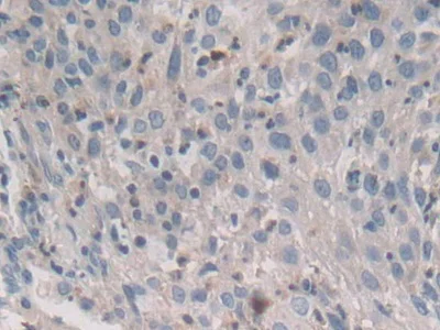 Immunohistochemistry (Formalin/PFA-fixed paraffin-embedded sections) - Anti-Syntaxin 2/STX2 antibody (AB233275)