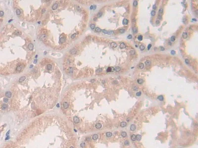 Immunohistochemistry (Formalin/PFA-fixed paraffin-embedded sections) - Anti-Syntaxin 2/STX2 antibody (AB233275)