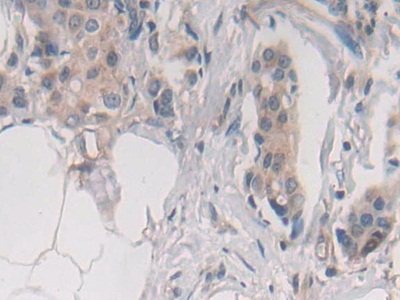 Immunohistochemistry (Formalin/PFA-fixed paraffin-embedded sections) - Anti-Syntaxin 2/STX2 antibody (AB233275), expandable thumbnail