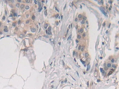 Immunohistochemistry (Formalin/PFA-fixed paraffin-embedded sections) - Anti-Syntaxin 2/STX2 antibody (AB233275)