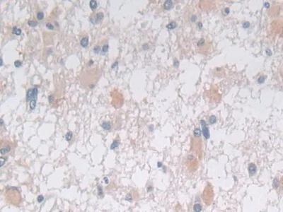 Immunohistochemistry (Formalin/PFA-fixed paraffin-embedded sections) - Anti-Syntaxin 2/STX2 antibody (AB233275)