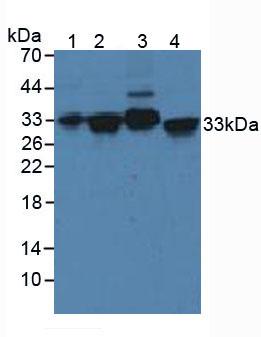Western blot - Anti-Syntaxin 2/STX2 antibody (AB233275), expandable thumbnail