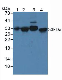 Western blot - Anti-Syntaxin 2/STX2 antibody (AB233275)