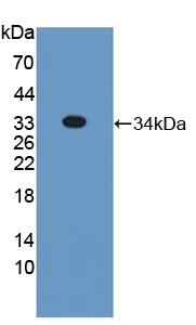 Western blot - Anti-Syntaxin 2/STX2 antibody (AB233275)