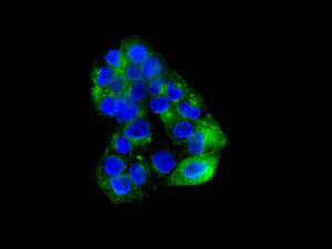 Immunocytochemistry/ Immunofluorescence - Anti-Syntaxin 3 antibody [EPR8543] (AB133750)