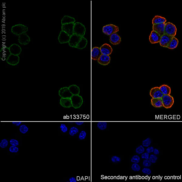 Immunocytochemistry/ Immunofluorescence - Anti-Syntaxin 3 antibody [EPR8543] (AB133750)