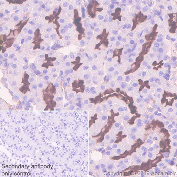 Immunohistochemistry (Formalin/PFA-fixed paraffin-embedded sections) - Anti-Syntaxin 3 antibody [EPR8543] (AB133750)