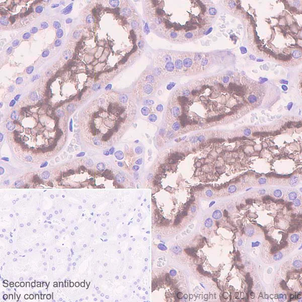 Immunohistochemistry (Formalin/PFA-fixed paraffin-embedded sections) - Anti-Syntaxin 3 antibody [EPR8543] (AB133750)