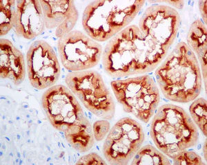 Immunohistochemistry (Formalin/PFA-fixed paraffin-embedded sections) - Anti-Syntaxin 3 antibody [EPR8543] (AB133750)