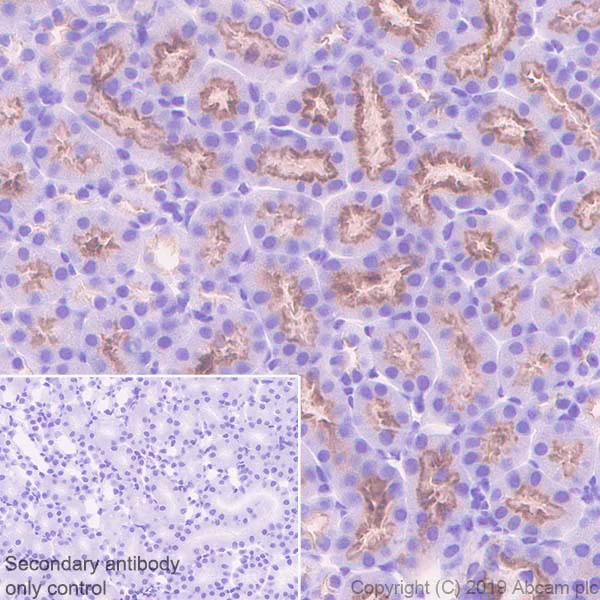 Immunohistochemistry (Formalin/PFA-fixed paraffin-embedded sections) - Anti-Syntaxin 3 antibody [EPR8543] (AB133750)