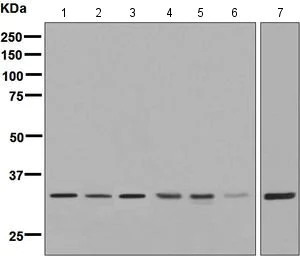 Western blot - Anti-Syntaxin 3 antibody [EPR8543] (AB133750)