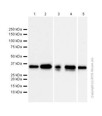 Western blot - Anti-Syntaxin 3 antibody [EPR8543] (AB133750)