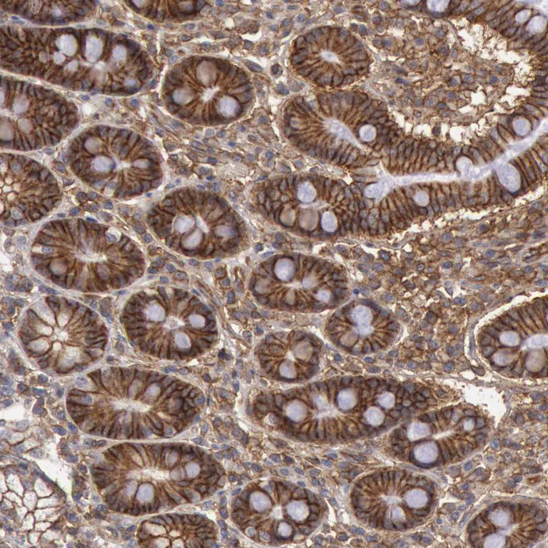 Immunohistochemistry (Formalin/PFA-fixed paraffin-embedded sections) - Anti-Syntaxin 4 antibody (AB246856)