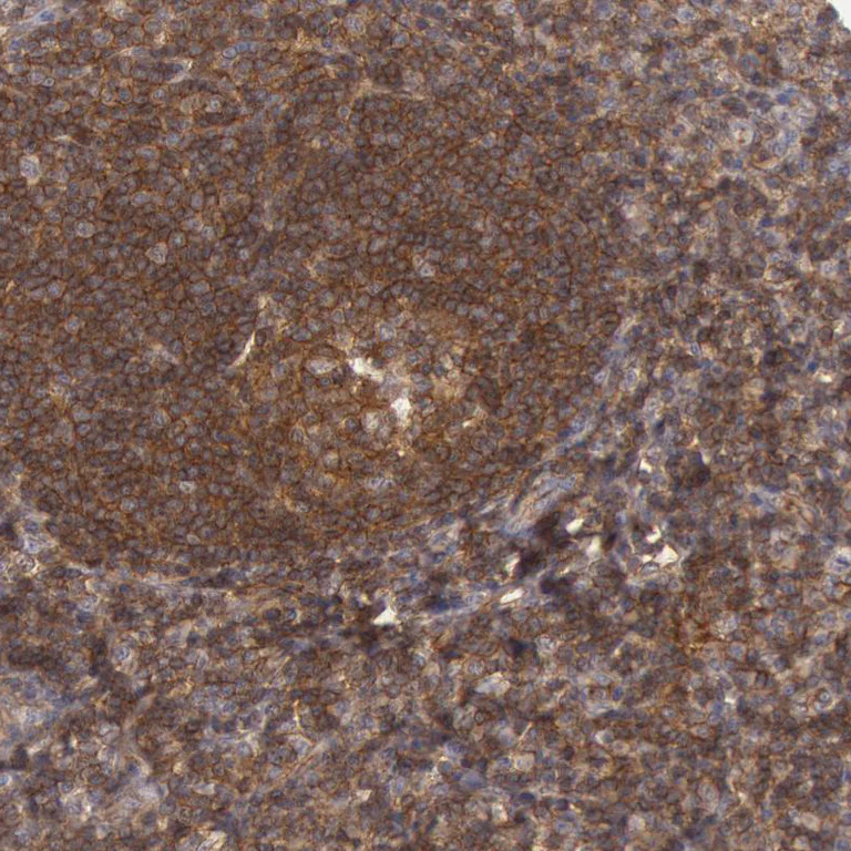 Immunohistochemistry (Formalin/PFA-fixed paraffin-embedded sections) - Anti-Syntaxin 4 antibody (AB246856)
