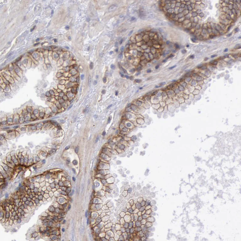 Immunohistochemistry (Formalin/PFA-fixed paraffin-embedded sections) - Anti-Syntaxin 4 antibody (AB246856)
