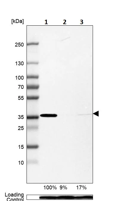 Western blot - Anti-Syntaxin 4 antibody (AB246856)
