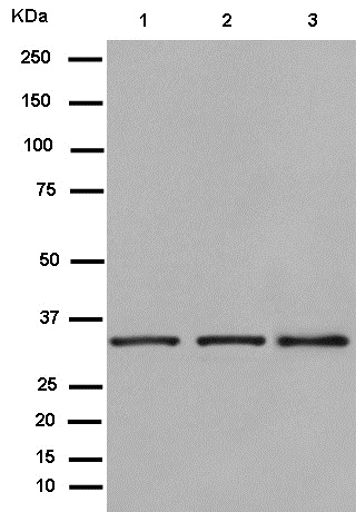 Western blot - Anti-Syntaxin 4 antibody [EPR15473] (AB184545)